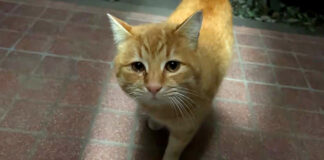助けを求めてきた野良猫