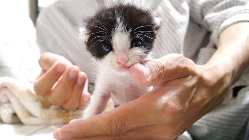手の平から飛び出した子猫達