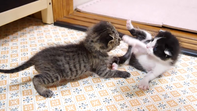 子猫達のにゃんプロ