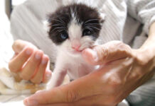 手の平から飛び出した子猫達