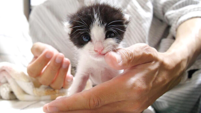手の平から飛び出した子猫達