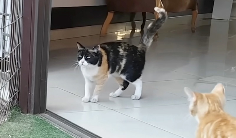 トラを気にする母猫