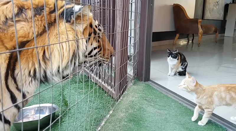 対峙するトラと猫の親子