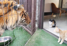 対峙するトラと猫の親子