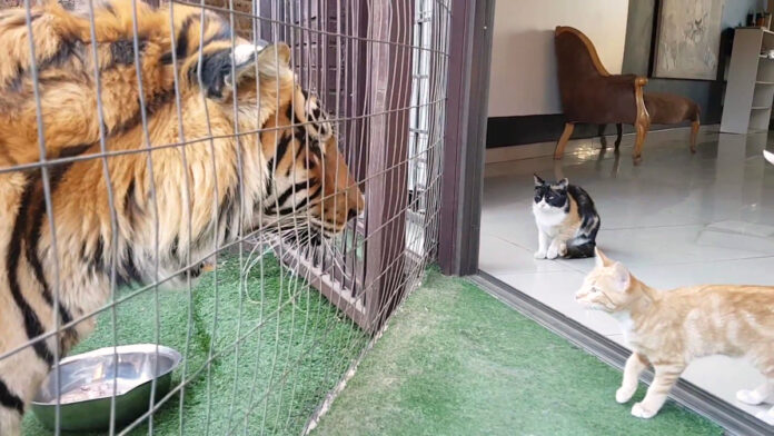 toraanzen_neko_title 対峙するトラと猫の親子