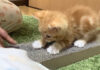 飼い主さんを真似して爪とぎする子猫
