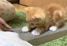飼い主さんを真似して爪とぎする子猫