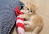 ぬいぐるみで上手く遊べない子猫