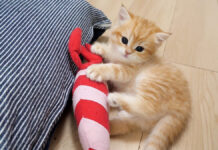 ぬいぐるみで上手く遊べない子猫