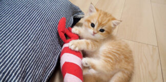 ぬいぐるみで上手く遊べない子猫