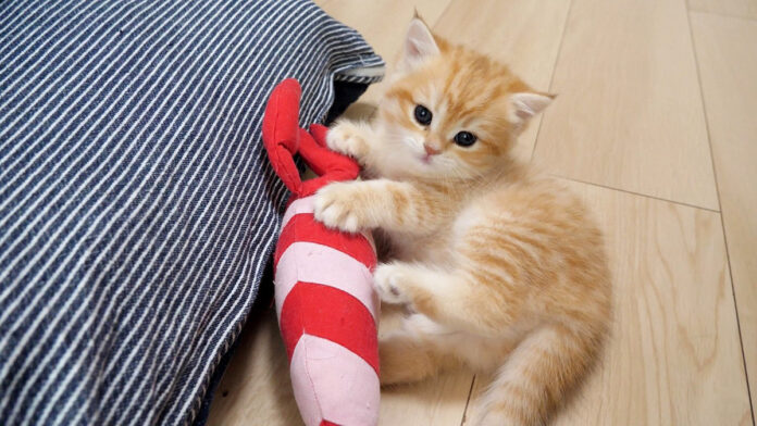 umakuasobenai_neko_title ぬいぐるみで上手く遊べない子猫