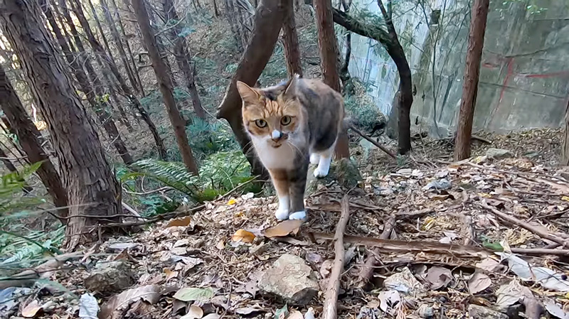 山を歩く猫