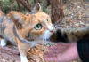 山に置いていかれたと思って、鳴いてお父さんを呼ぶ猫さん。完全に親子のようなふたりにホッコリ♡ 山に置いていかれたと思った猫