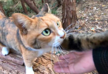 山に置いていかれたと思って、鳴いてお父さんを呼ぶ猫さん。完全に親子のようなふたりにホッコリ♡ 山に置いていかれたと思った猫