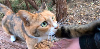 山に置いていかれたと思った猫