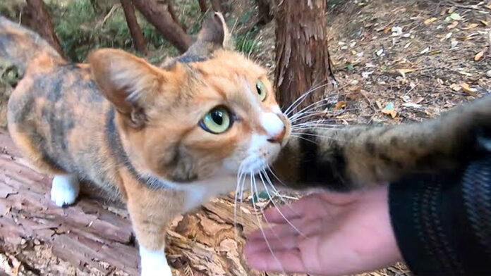 yamanioite_neko_title 山に置いていかれたと思った猫