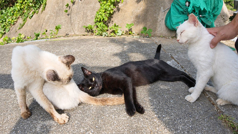 山の上の猫の集会に参加