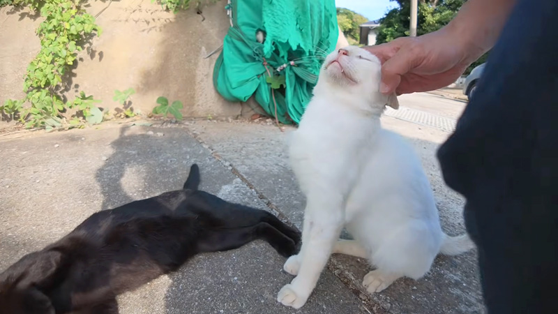 ナデナデを堪能する猫