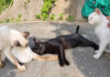 山の上の猫の集会に参加