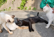 山の上の猫の集会に参加