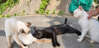 山の上の猫の集会に参加
