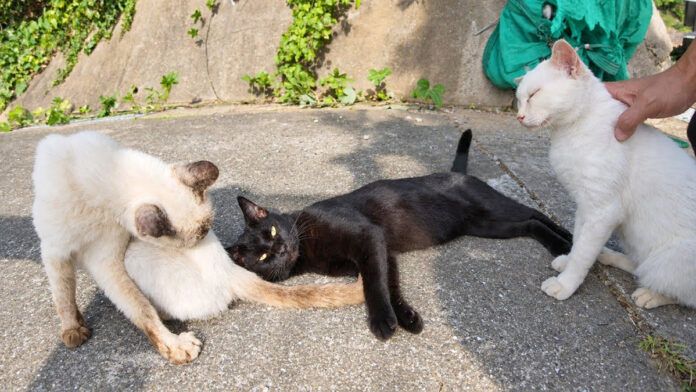 山の上の猫の集会に参加