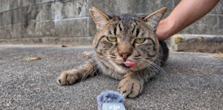 喉の音が電話の呼び出し音な猫