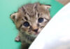 甘えん坊な子猫