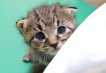 甘えん坊な子猫