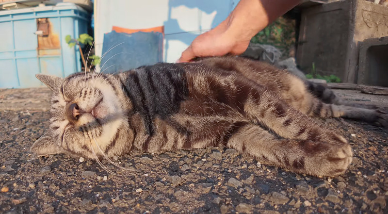 ナデナデされてゴロゴロと喉を鳴らす猫