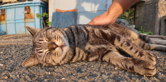ナデナデされてゴロゴロと喉を鳴らす猫