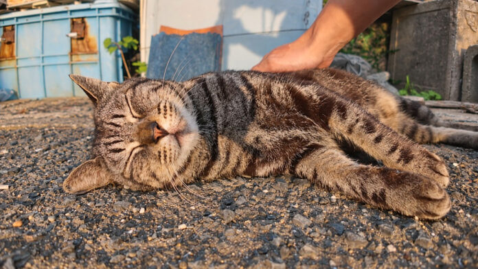 ナデナデされてゴロゴロと喉を鳴らす猫