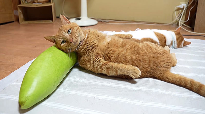 夕顔枕を楽しむ猫