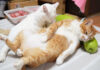 夕顔枕を楽しむ猫