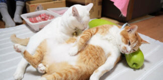 夕顔枕を楽しむ猫