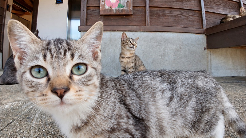 続々と集まってくる子猫達