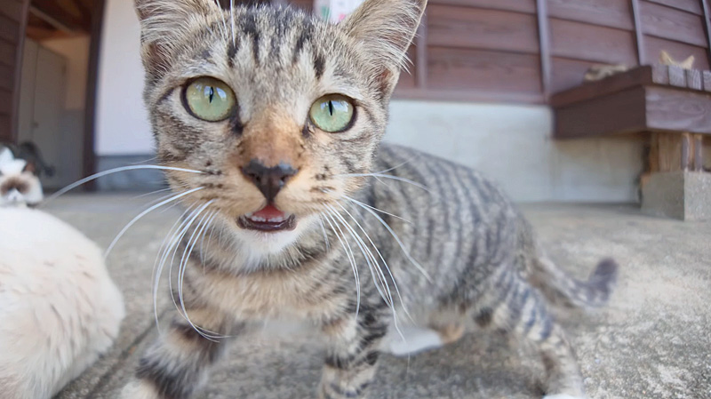 可愛い声で鳴く子猫