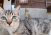 続々と集まってくる子猫達