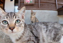 続々と集まってくる子猫達