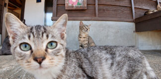 続々と集まってくる子猫達
